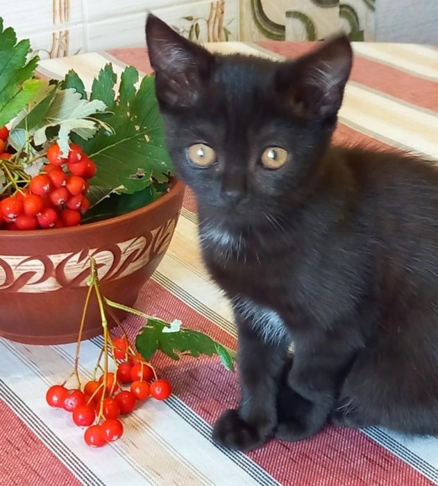 Безкоштовно в добрі руки котики