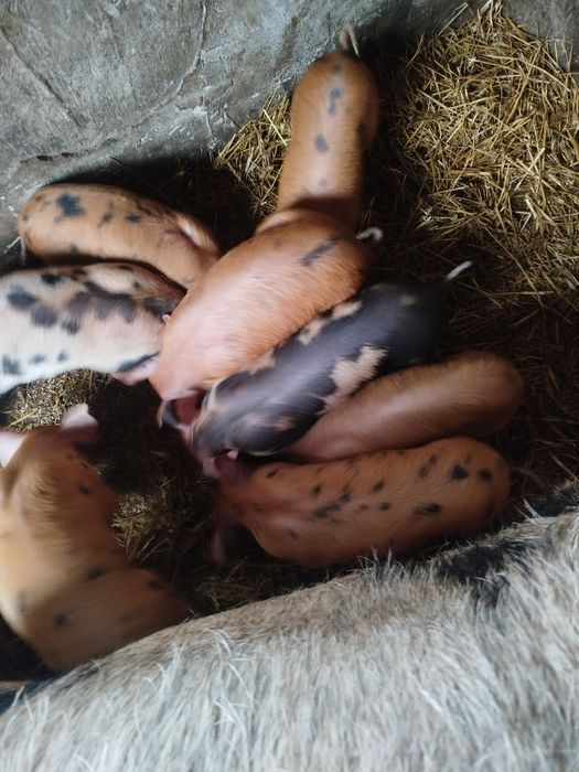 Продам   поросят