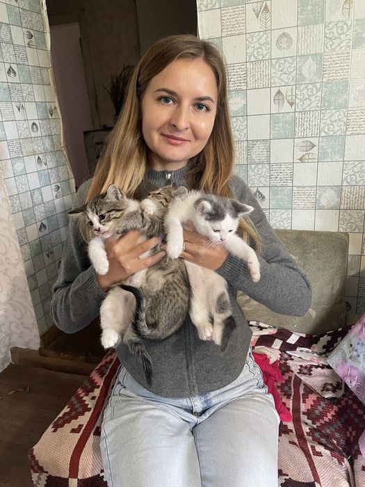 Віддам кошенят в добрі руки