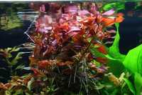 ludwigia rubin red