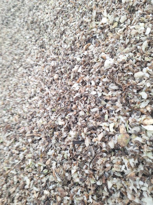 Wysłodki buraczane mokre korzonki buraczane szybka dostawa