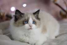 Ragdoll cudny chłopczyk :)