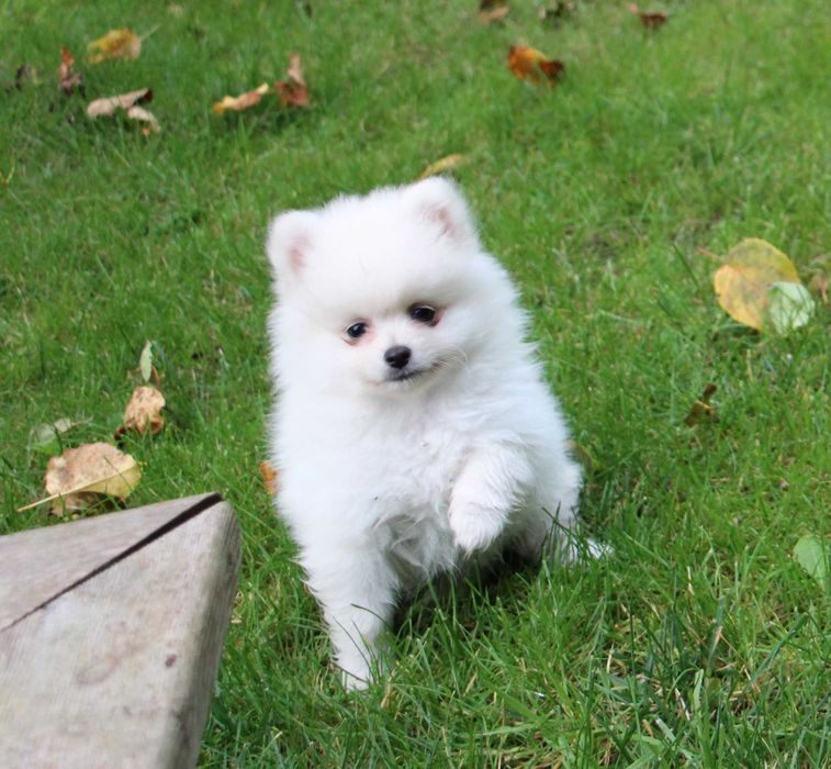 Pomeranian szpic miniaturowy