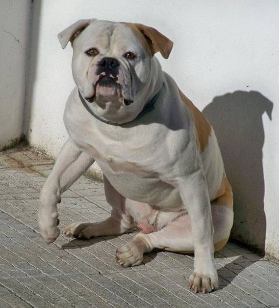 Bulldog Americano para melhoramento da raça