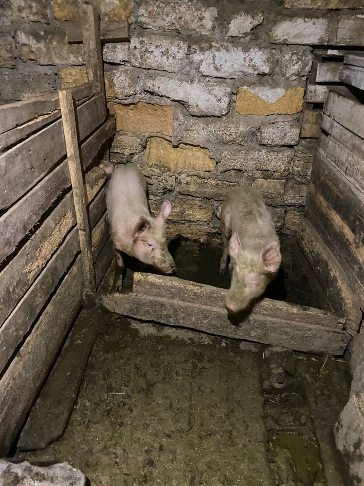 Продам Свині 6000 пара