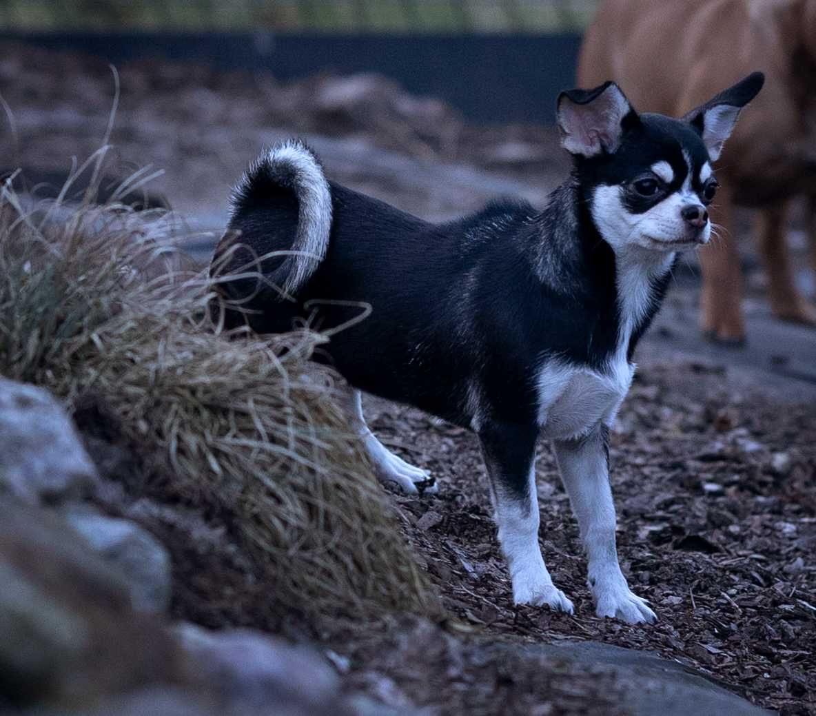 Chihuahua piękna sunia kolor huski