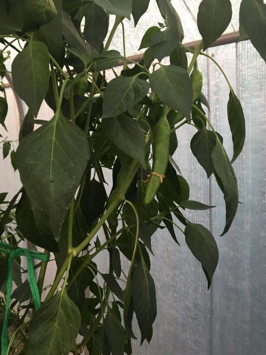 Sementes de Aji pinga de perro