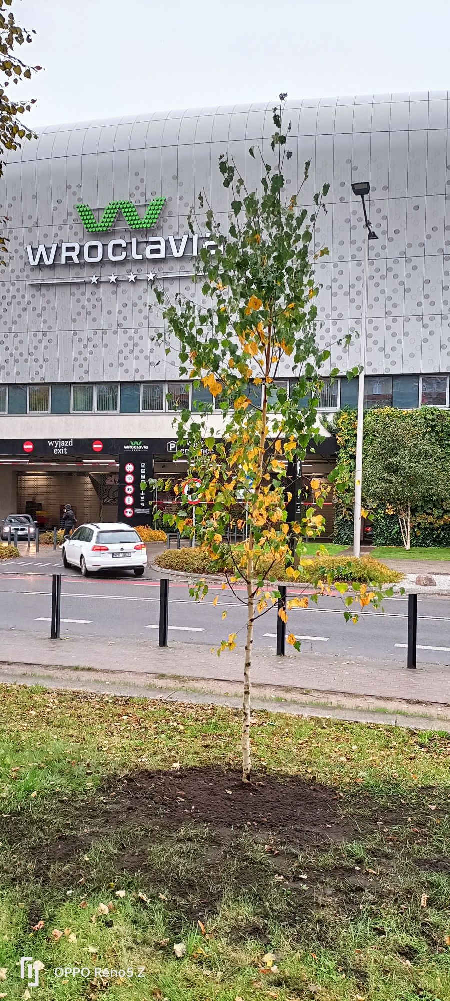 Inwentaryzacja zieleni Zezwolenia Ornitolog Wycinka drzew Nasadzenia