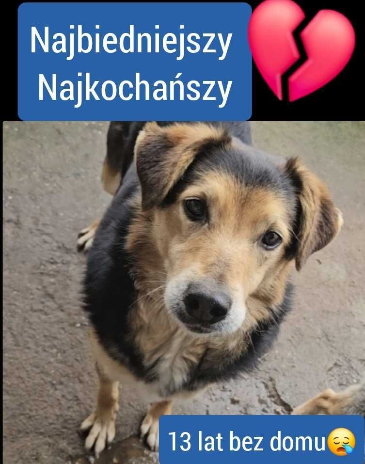 Piesek do adopcji