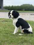 Cavalier King Chrles Spaniel