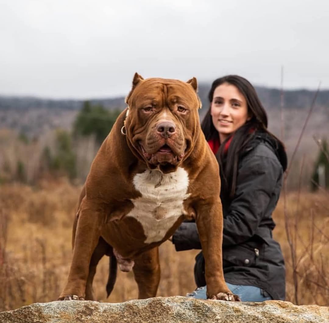 American Bully XL wyjątkowa suczka gotowa do odbioru!