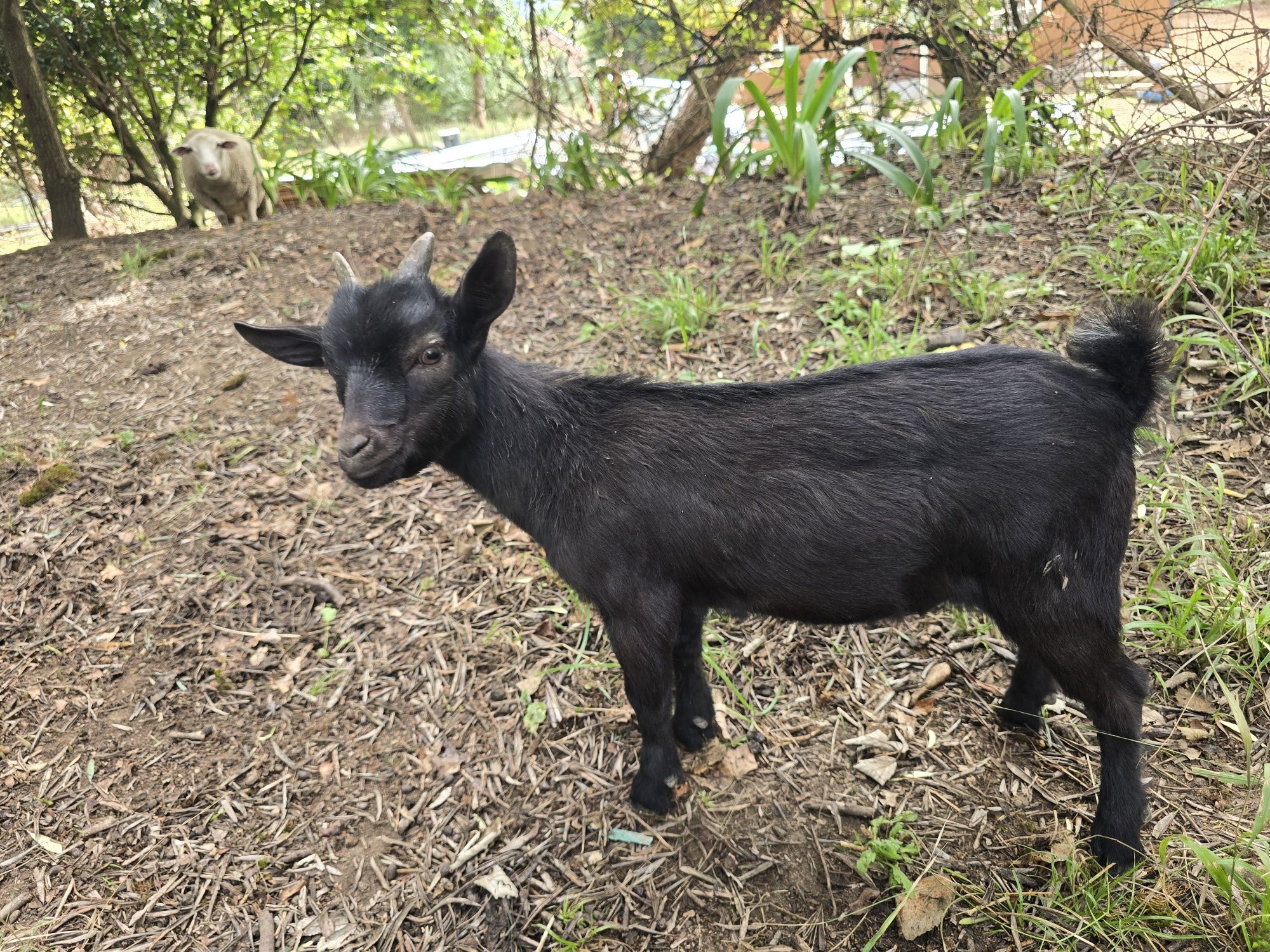 Cabrito anão.      .