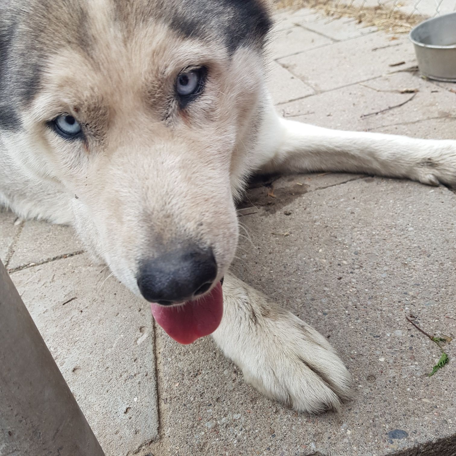 Suczka Husky znaleziono