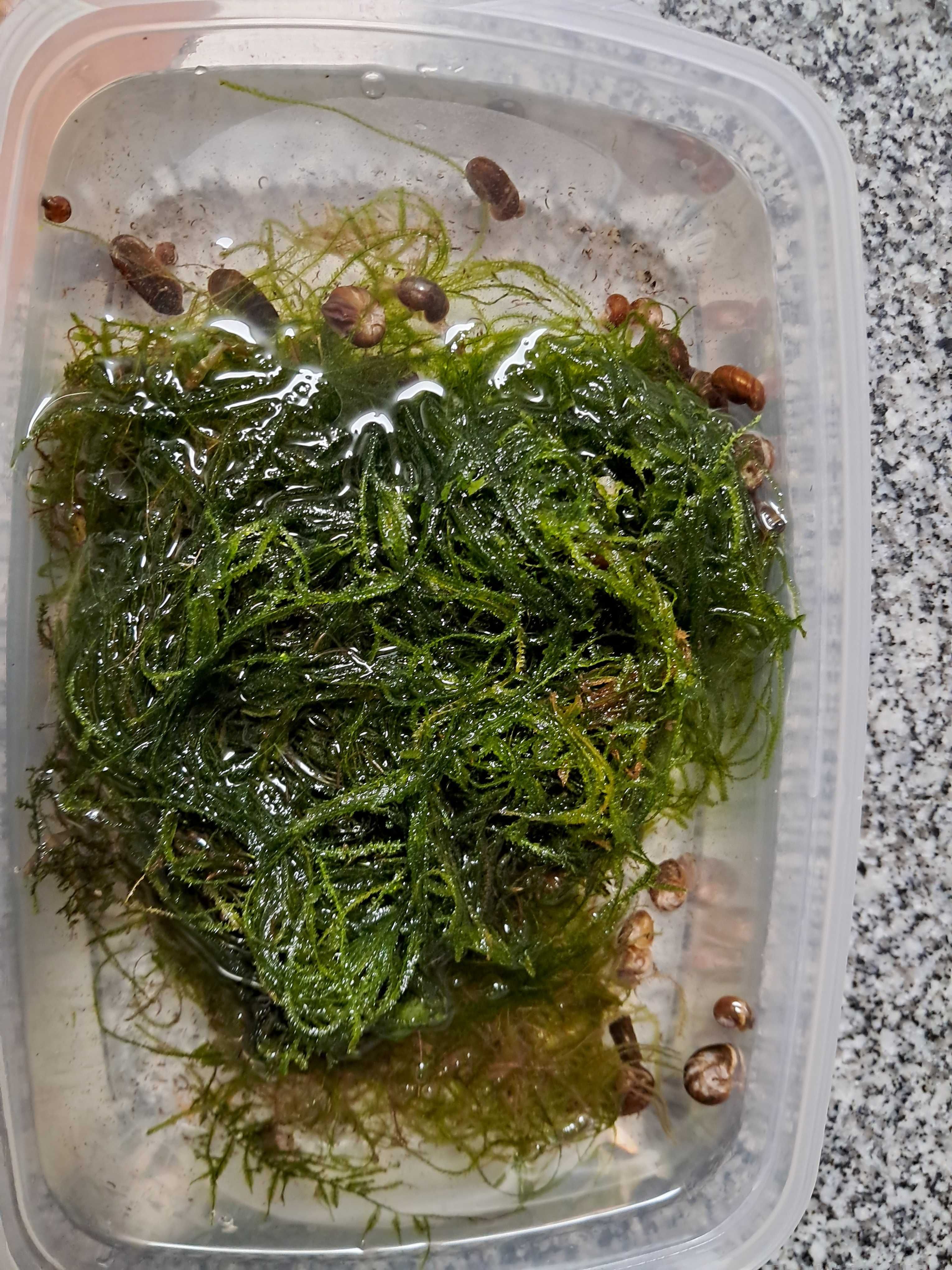 Musgo para aquário dose grande