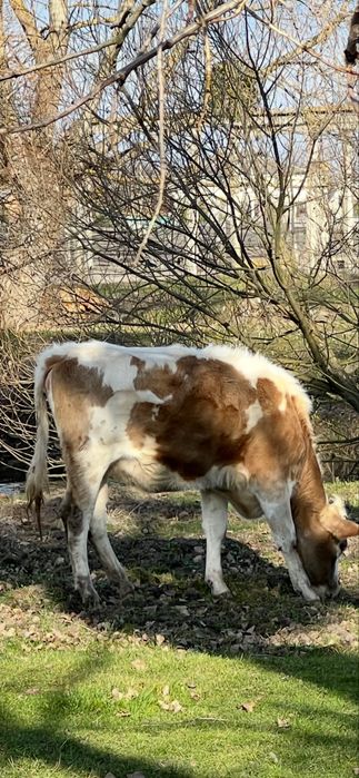 Продаю тільні нетелі червоно рябі від добрих корів