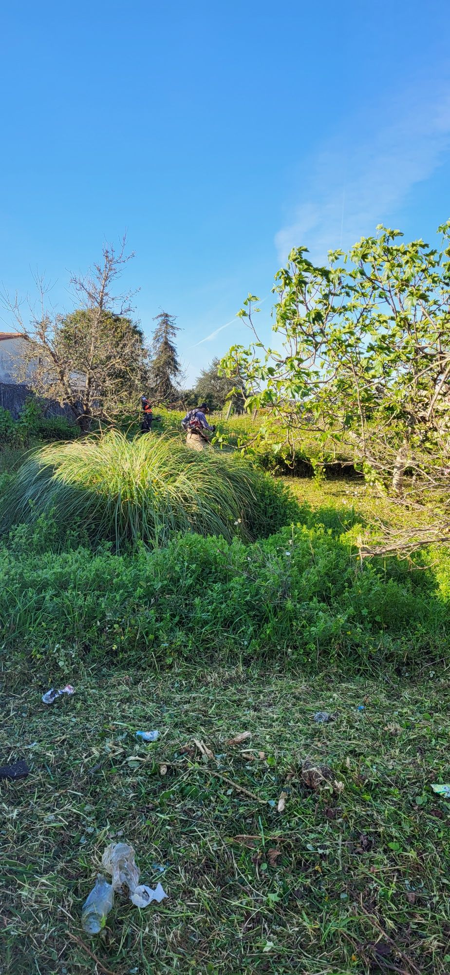 Limpeza de terrenos