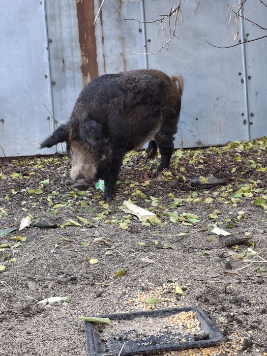 Продам Кнура на племя