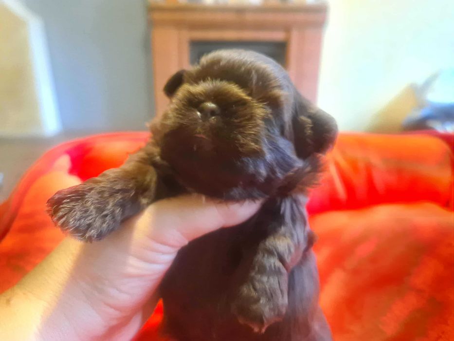 Suczka Shih Tzu  czekoladowa