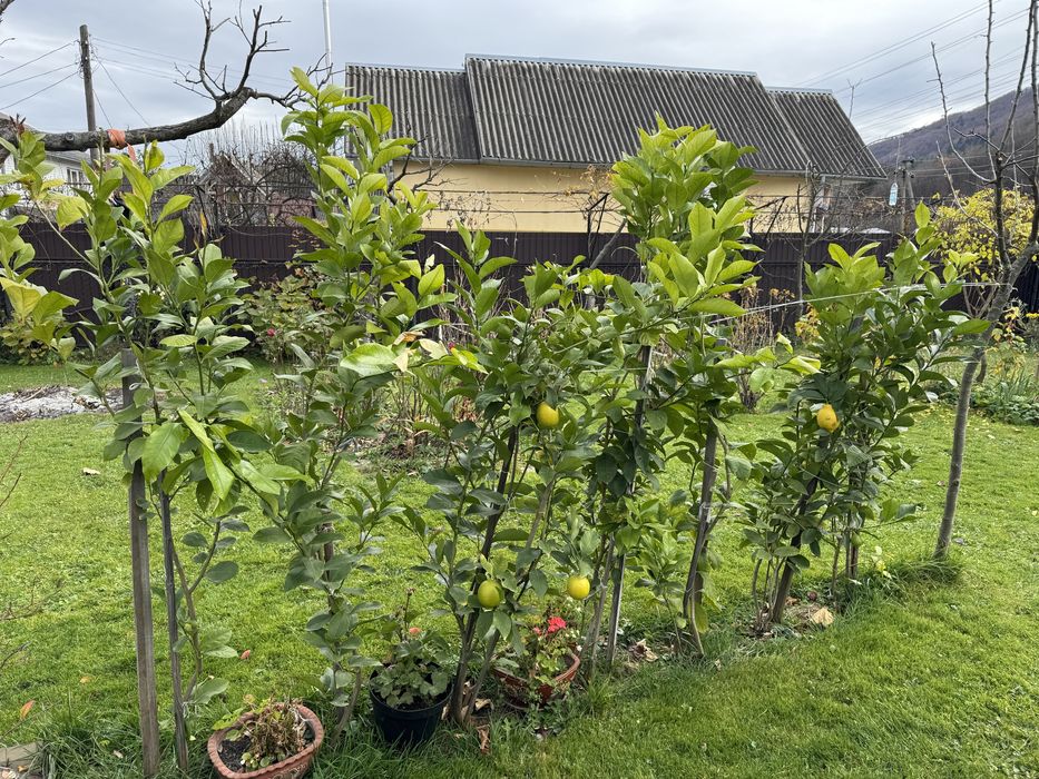 Лимонне дерево Пондероза оригінал