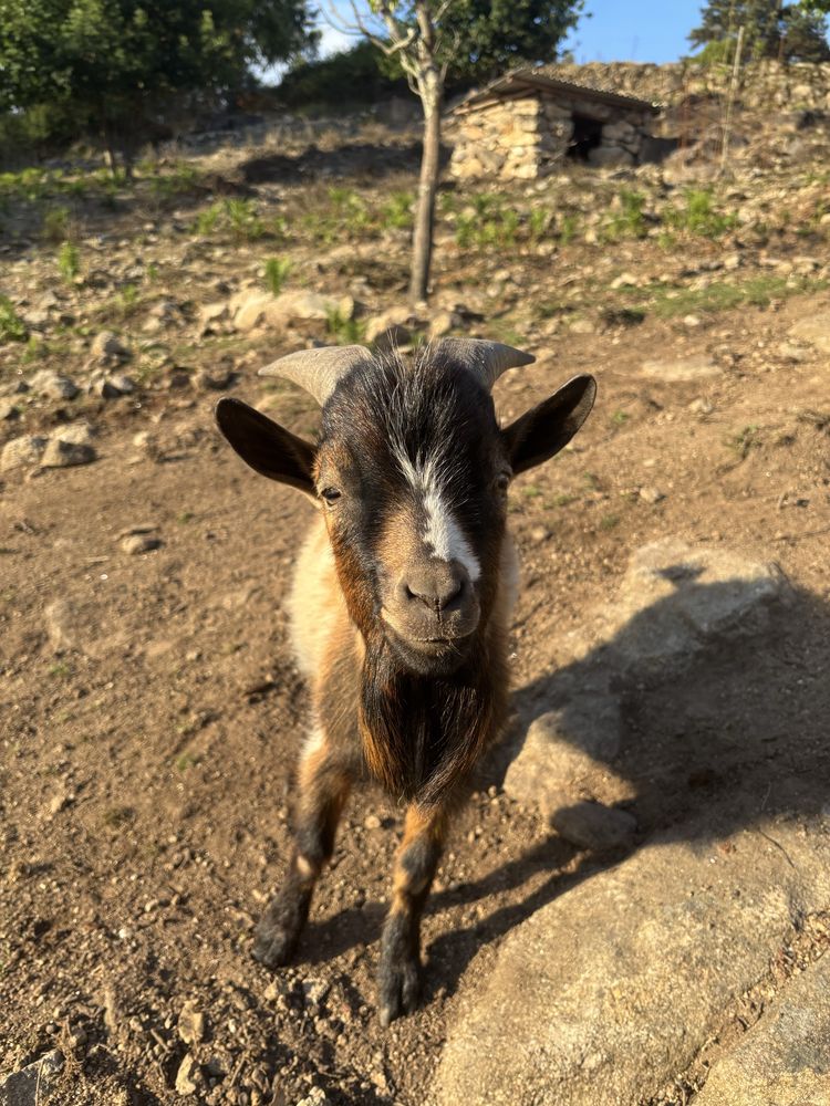 Cabrito anão macho, malhado, 1 ano de idade