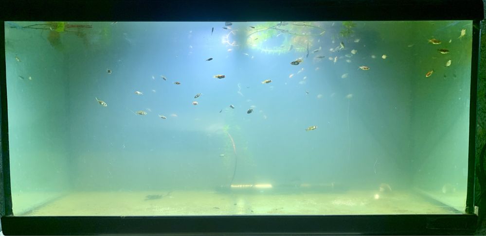 Cometas peixe agua fria