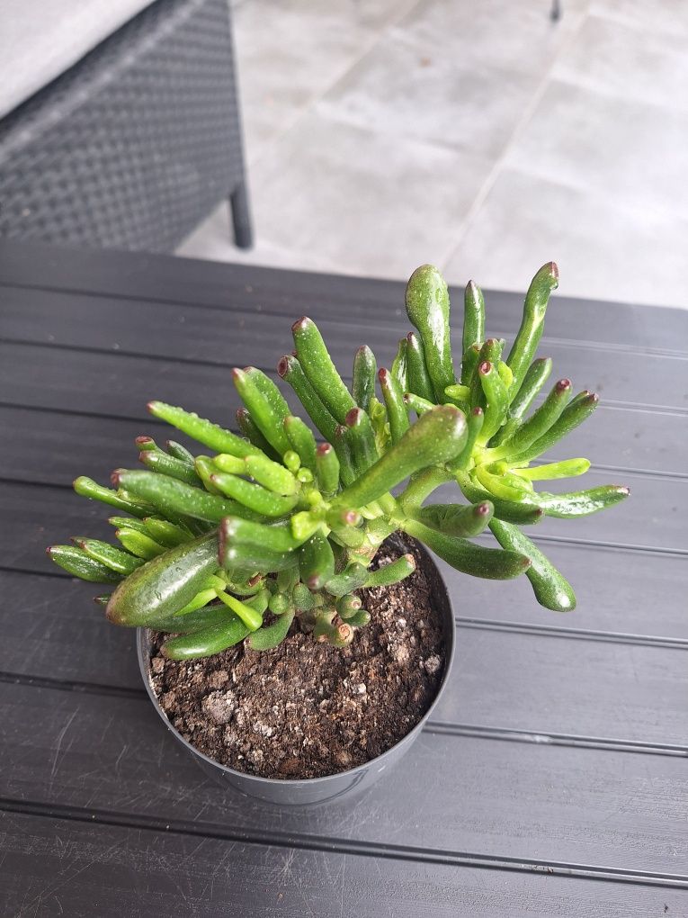 Ucho shreka, Drzewko szczęścia, Crassula ovata