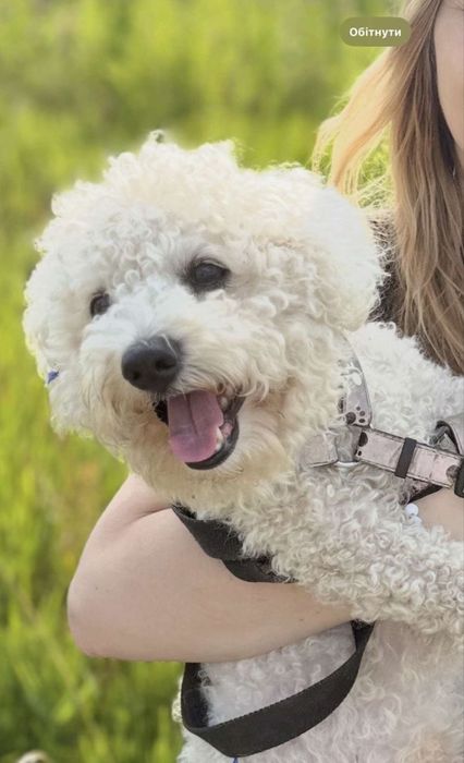 Вязка Бішон-фрізе