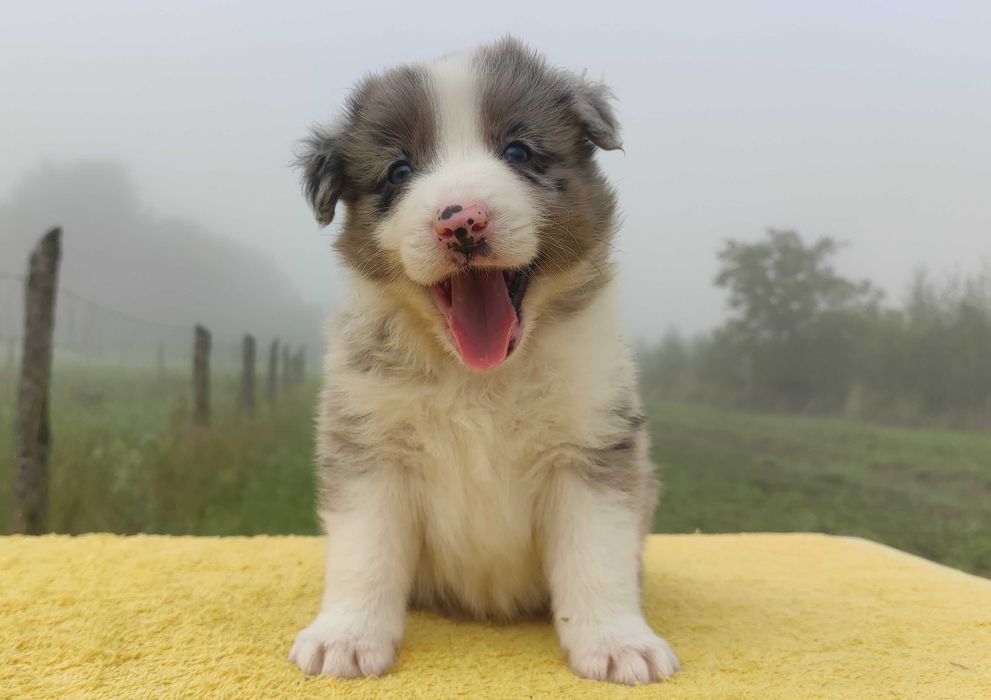Samiec BORDER COLLIE z Hodowli - Rasowy z pełną dok.