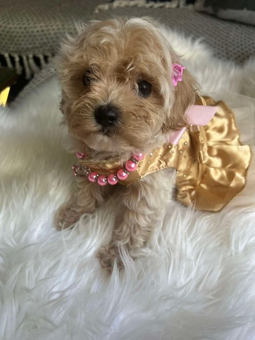 Maltipoo sunia juz do odbioru