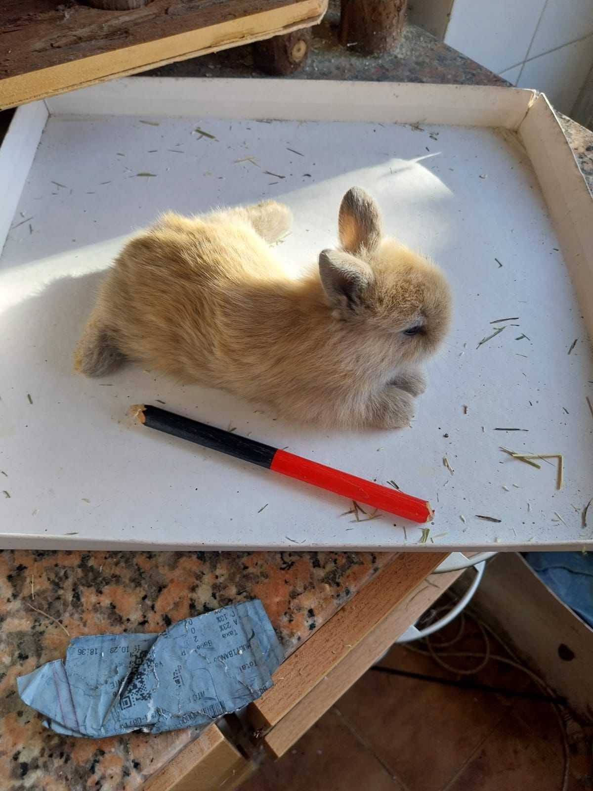 Coelhos anões angorá