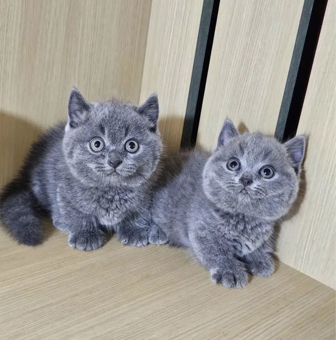 Скоттиш страйт мальчик