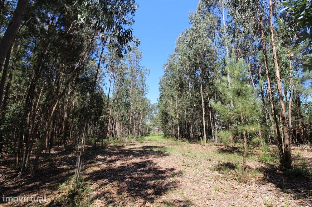 Terreno Para Construção  Venda em Souto da Carpalhosa e Ortigosa,Leiri