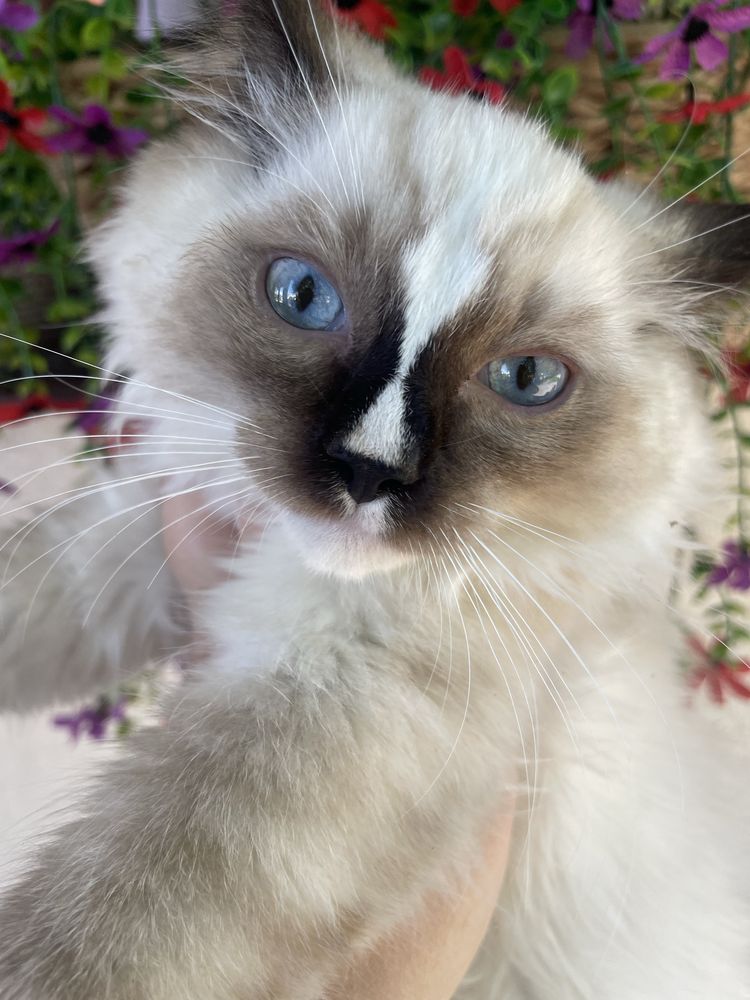 Ragdoll FPL kot  kocurek  14 tygodni seal mitted prawdziwy rodowód