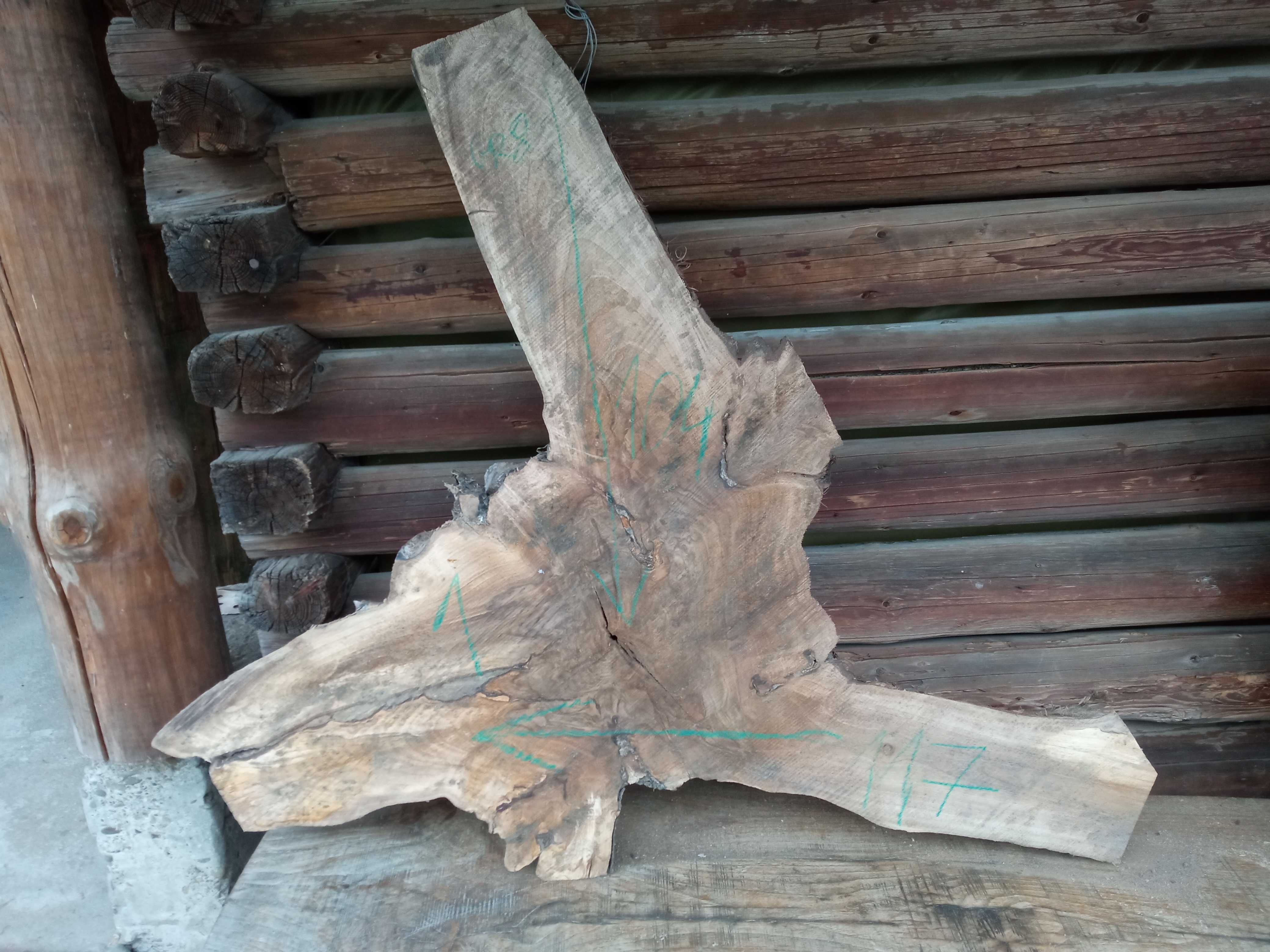 Duże plastry drewna 100cm lub więcej rozpiętości !!! Niesamowite okazy
