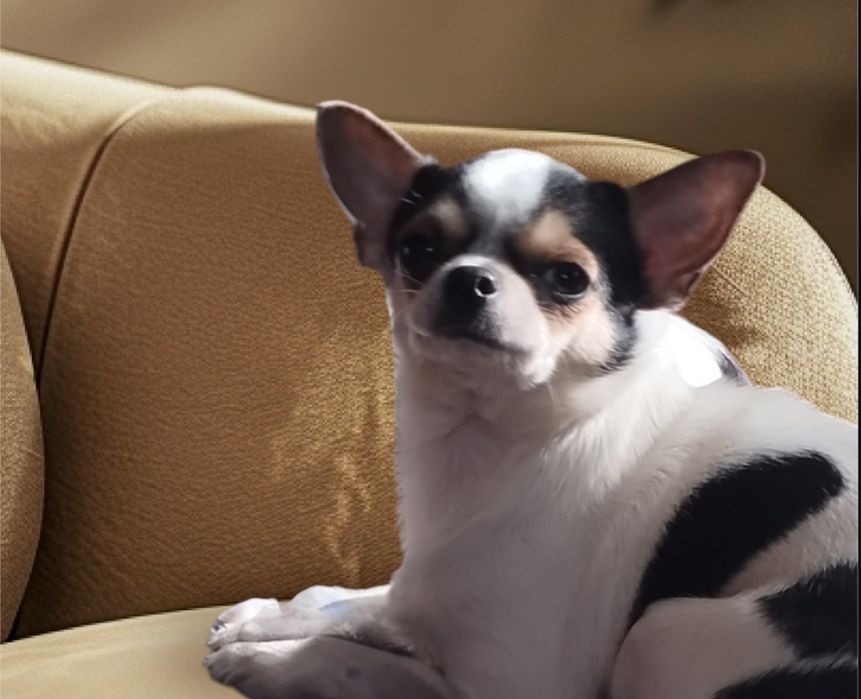 Suczka chihuahua dorosła