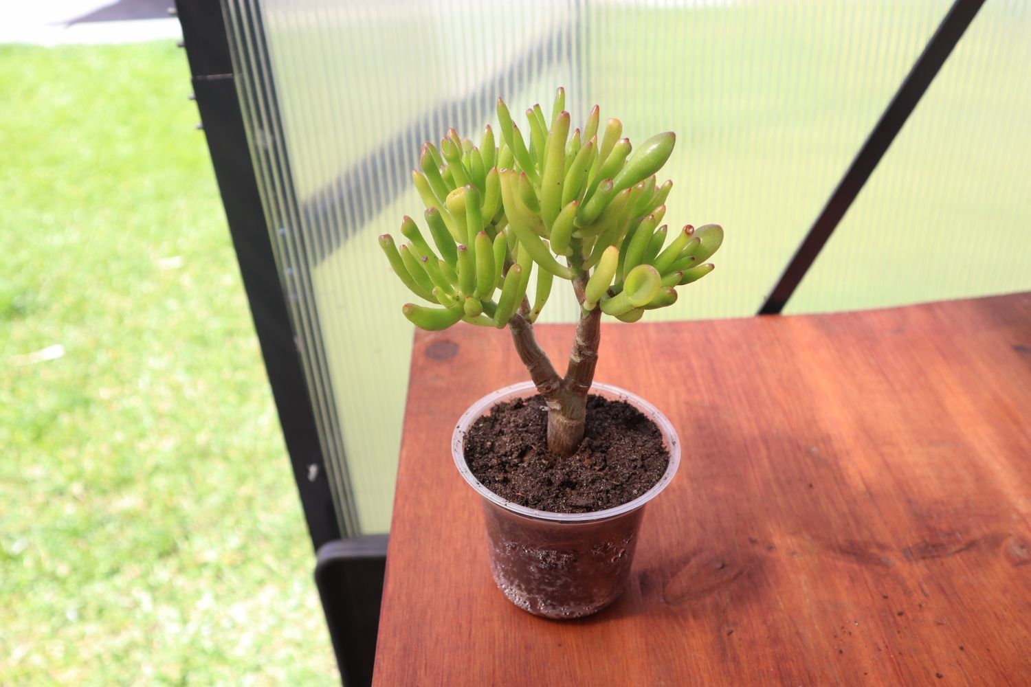 Suculenta real - Crassula Horntree