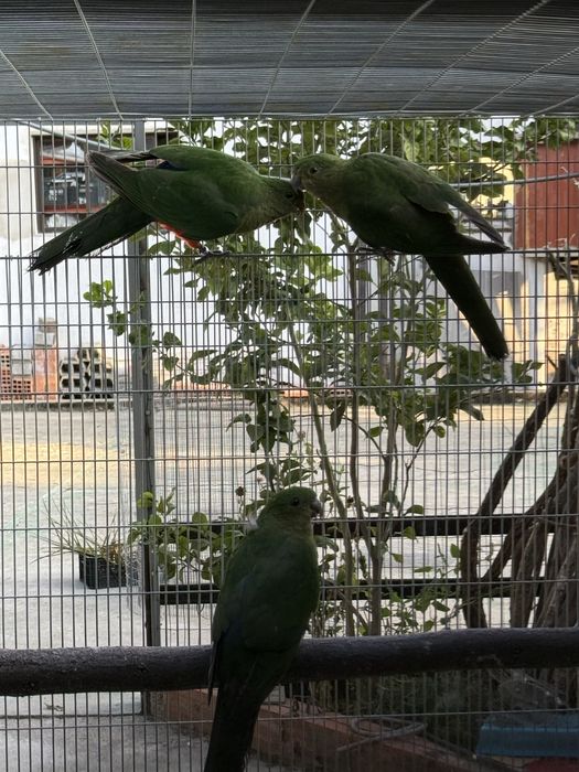 King Parrot Femea 2025