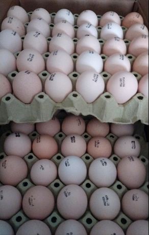 Хайсекс Браун, Вайт інкубаційне яйце
