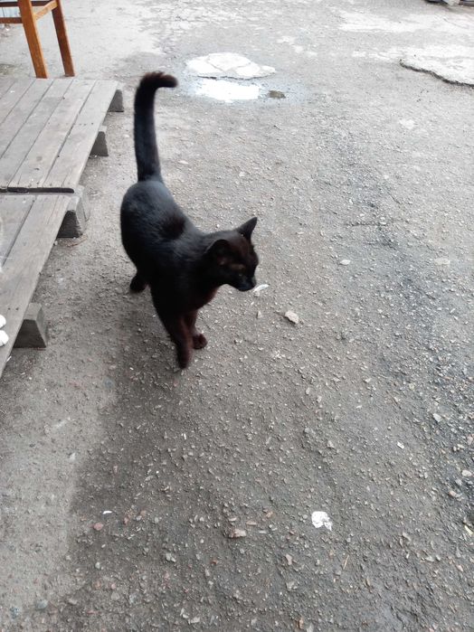 Котик чорний метис мейн - кун , ЧОРІ 1.5 року