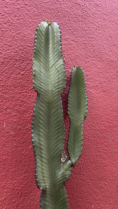 Cacto Euphorbia candelabrum- vários tamanhos