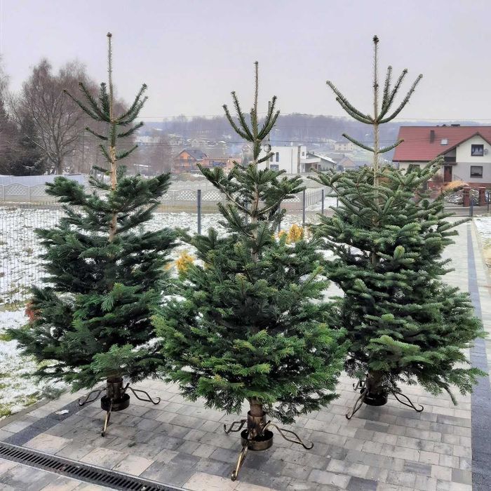 Choinka! Choinki! Ładne, gęste świerki i jodły z dowozem pod dom!