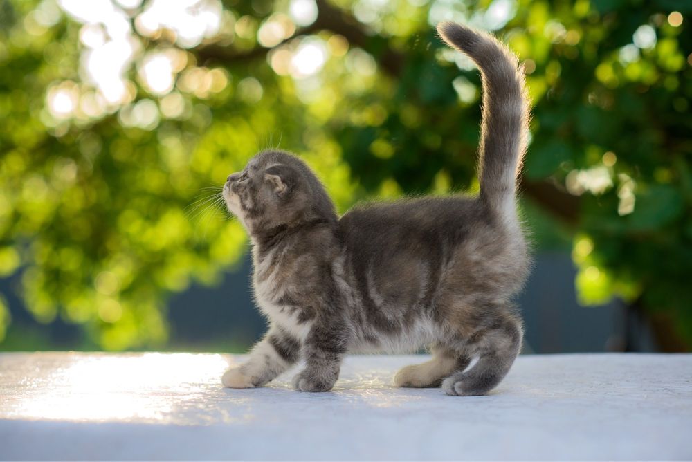 Котята скоттиш фолд ( шотландская вислоухая)