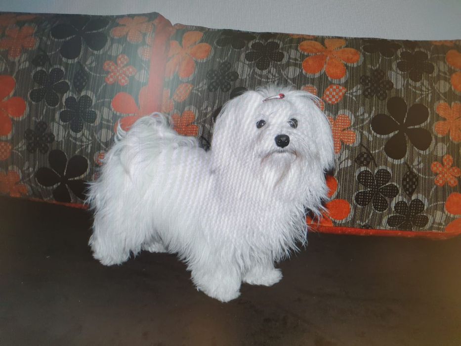 Suczka maltańczyk. Mini