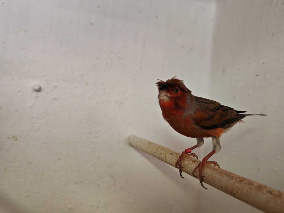 Casais Canários Arlequim Português