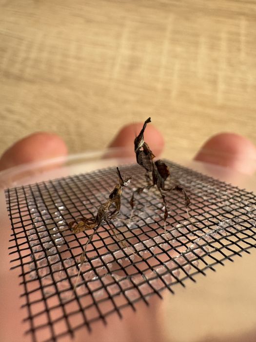 Phyllocrania paradoxa L3 WYSYŁKA + POKARM