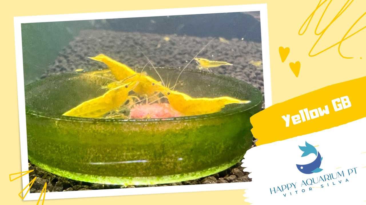 happyaquarium.pt - Neocaridina Yellow / Neocaridina Yellow Golden Back