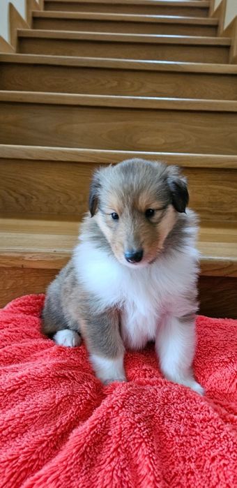 Owczarek Szkocki długowłosy szczeniak piesek