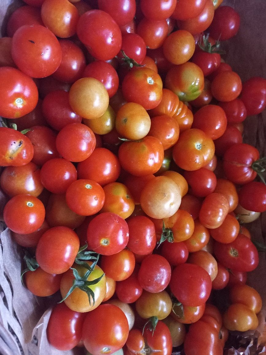 Tomate cherry biologico