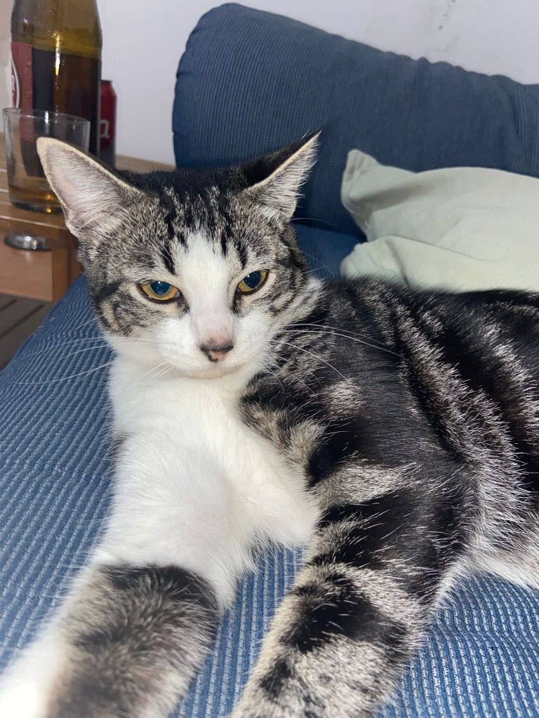 Gatinha para adoção