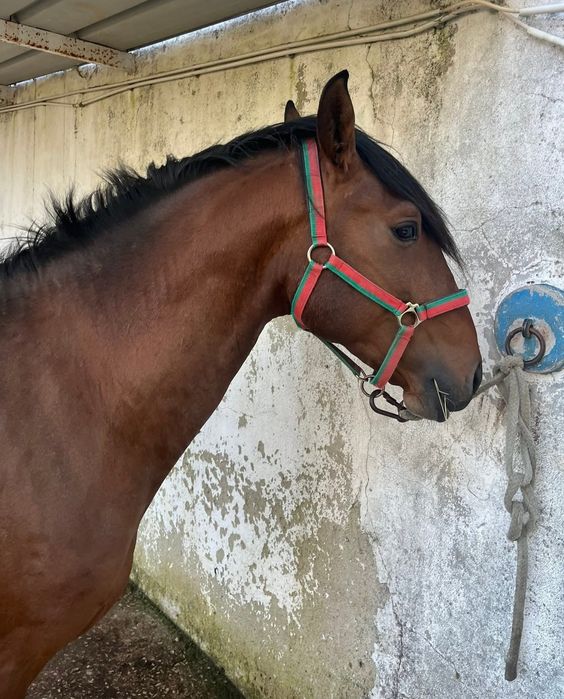 Vendo poldro 4 anos inteiro